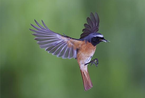 鳥情探測系統